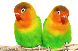 Comida-agapornis