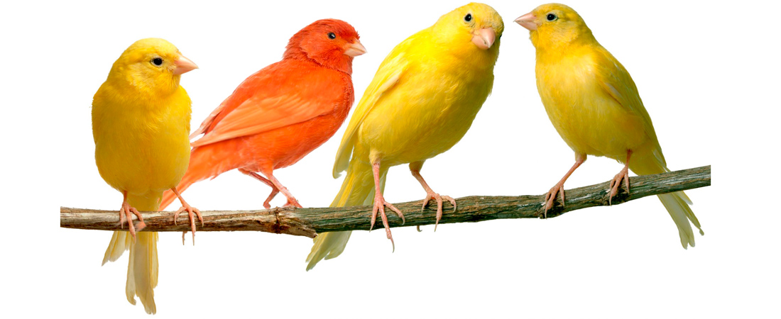 Consejos sobre la pasta de cría para canarios y periquitos