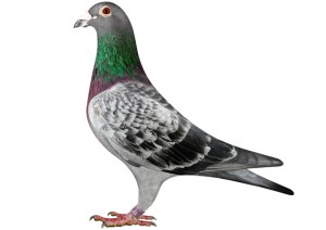 Palomas-mensajeras-Bipal-Forte