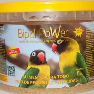 Bipal-Power-agapornis