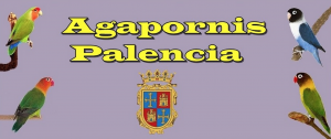 agapornis-palencia
