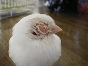 enfermedad aves bipal