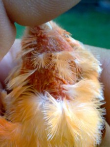 plumas aves enfermas vitaminas