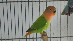 Consejos criadores agapornis