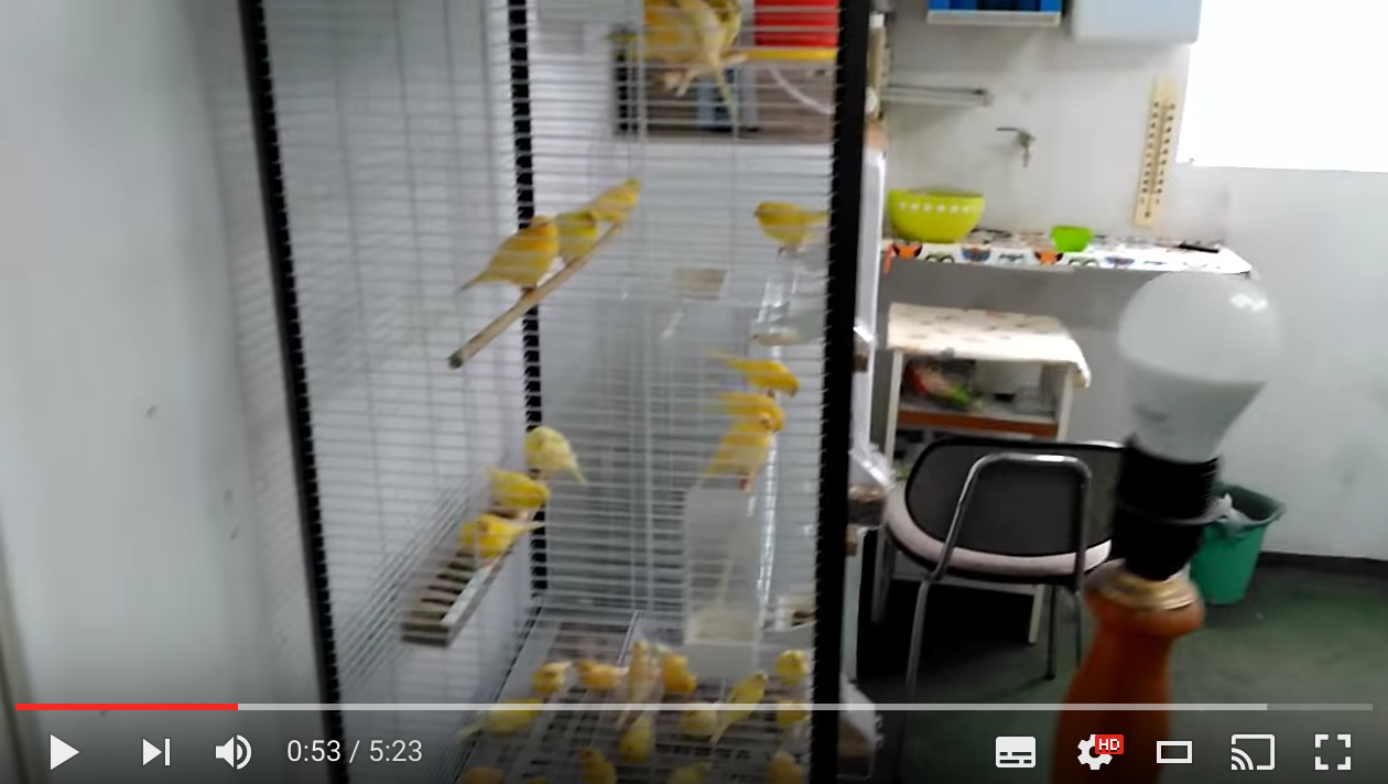 ¿Cómo va la temporada de cría de canarios?