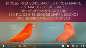 emprarejar-canarios-rojo-intensos