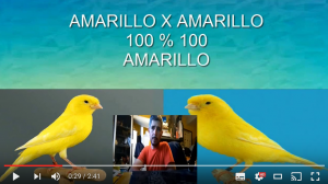 Canarios Combinar crias colores