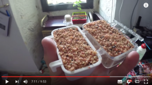 Pasta-de-cría-canarios