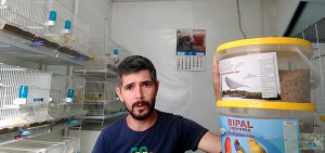 Pasta-de-Cría-para-canarios