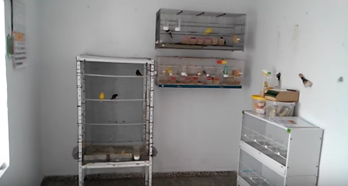 aviario-canarios-ordenado