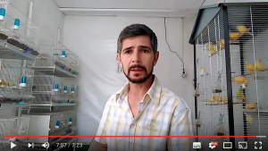 Consejo-Muda-Canarios