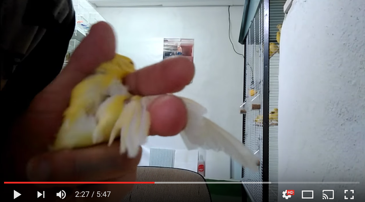 Cómo poner el pulmosan para ácaros y piojillos a los canarios