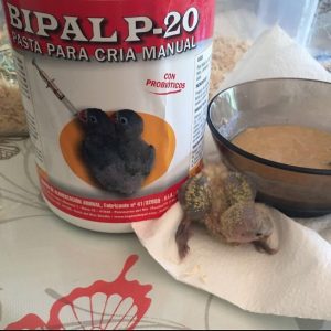 Papilla-agapornis