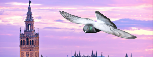 Sevilla-Pigeons-Race