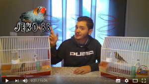 pájaros-reproductores