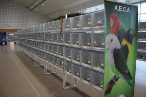 aeca-premios-agapornis