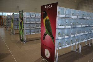 aeca-premios-agapornis