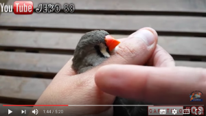 empezar-criar-aves