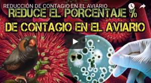 Contagio-Aviario