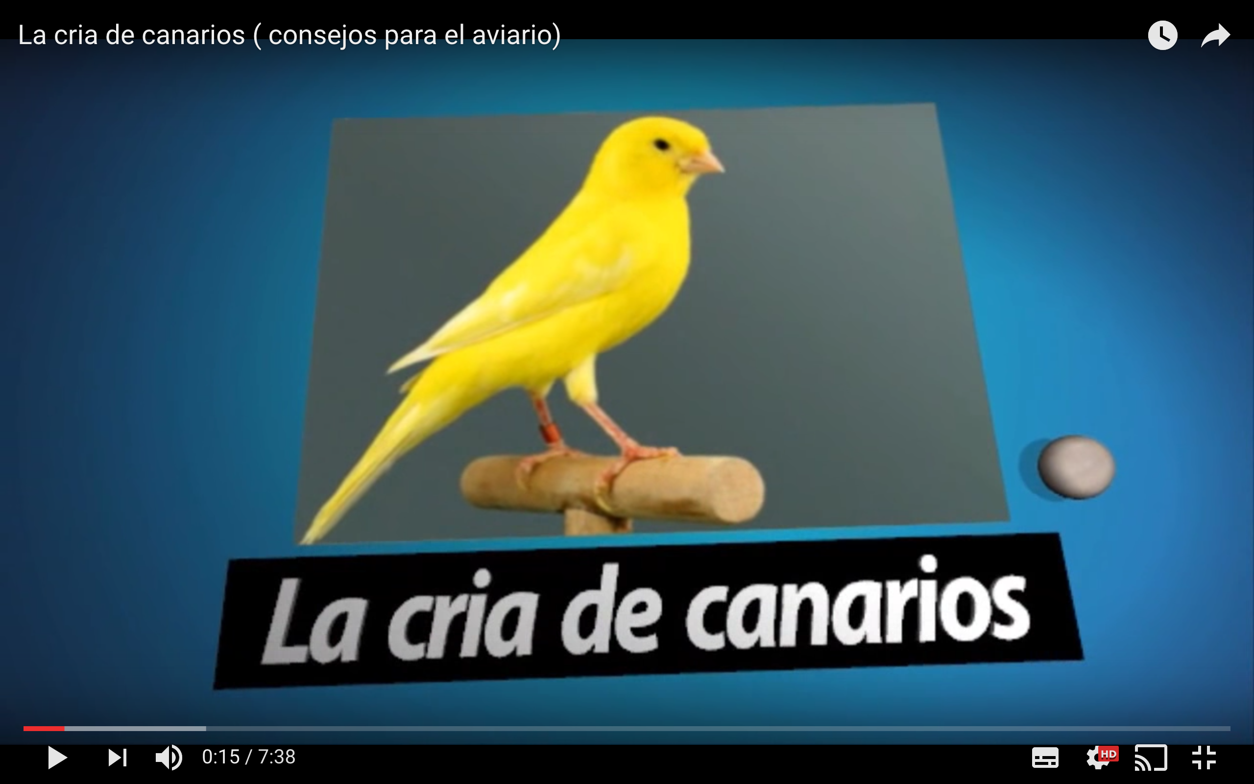 Consejos para un aviario de canarios