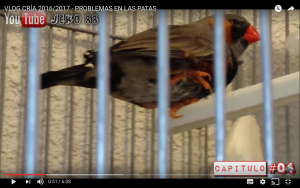 Enfermedad-patas-aves