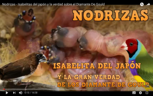 Isabelita-del-japon-diamante-de-gould