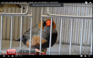 exotico-cara-negra