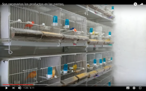 videos-cria-canarios-aves