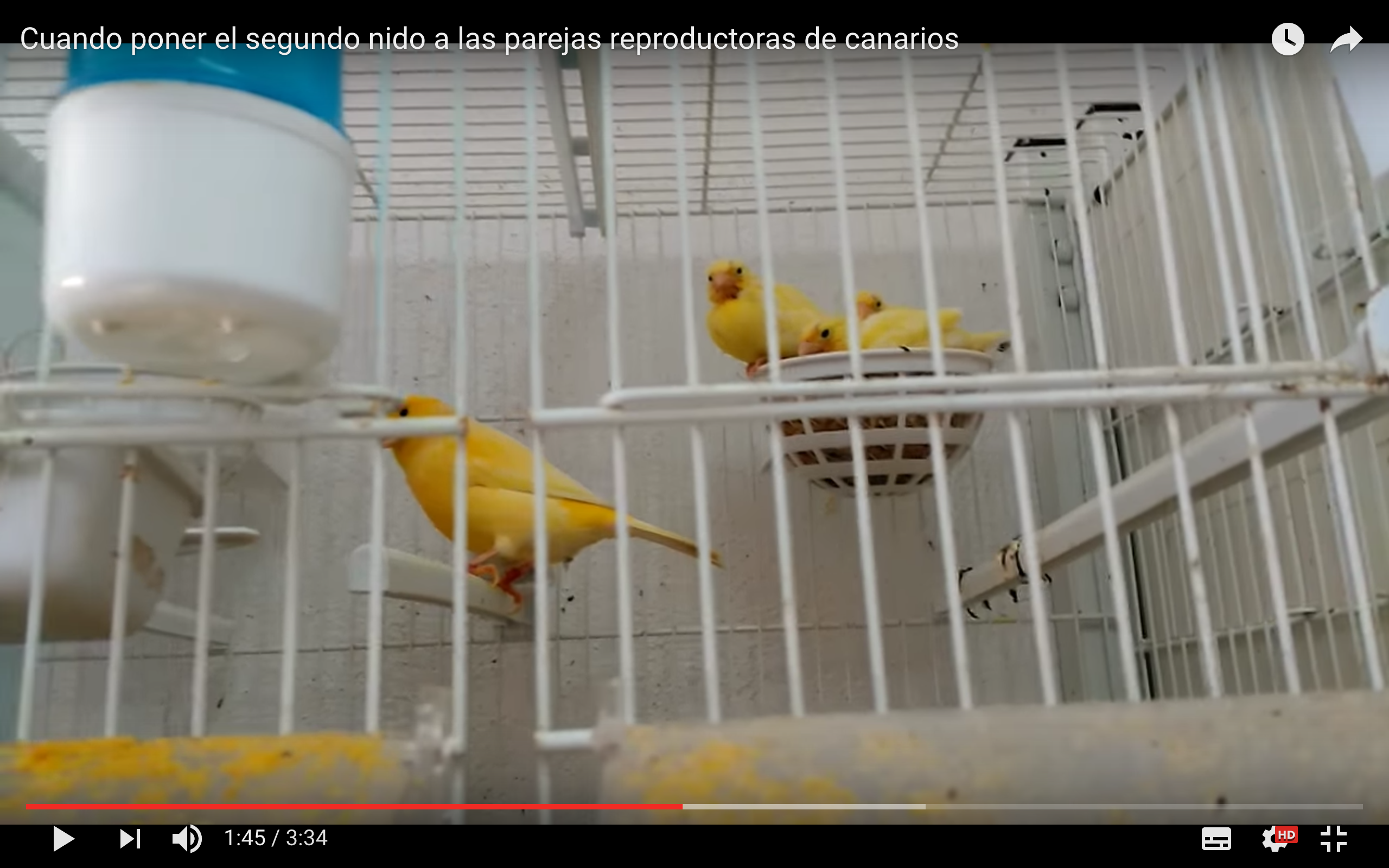 Vulgaridad Anormal simplemente Cuándo poner el segundo nido a las parejas reproductoras de canarios? -  Tegan Bipal
