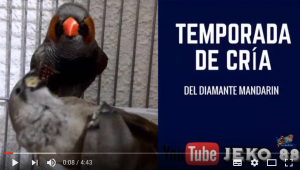 cría-diamante-mandarin