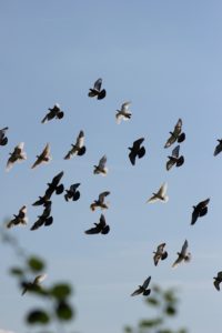 Enfermedades-Palomas-Mensajeras-Bipal